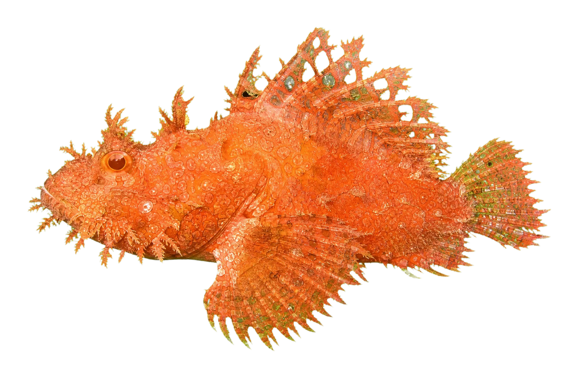 weedy scorpionfish (Rhinopias frondosa) specimen