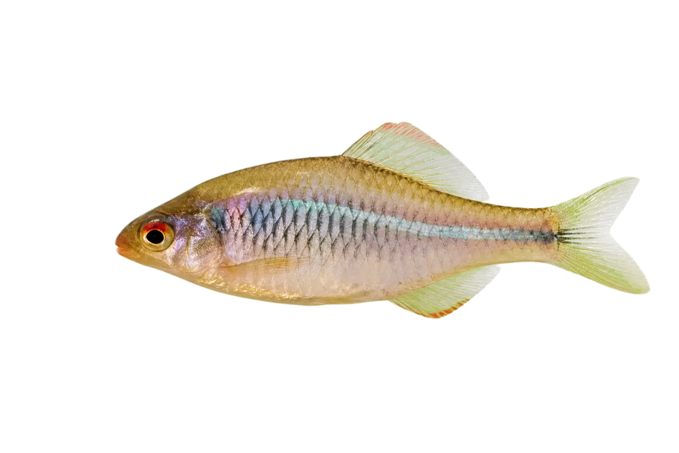 rosy bitterling (Rhodeus notatus) specimen