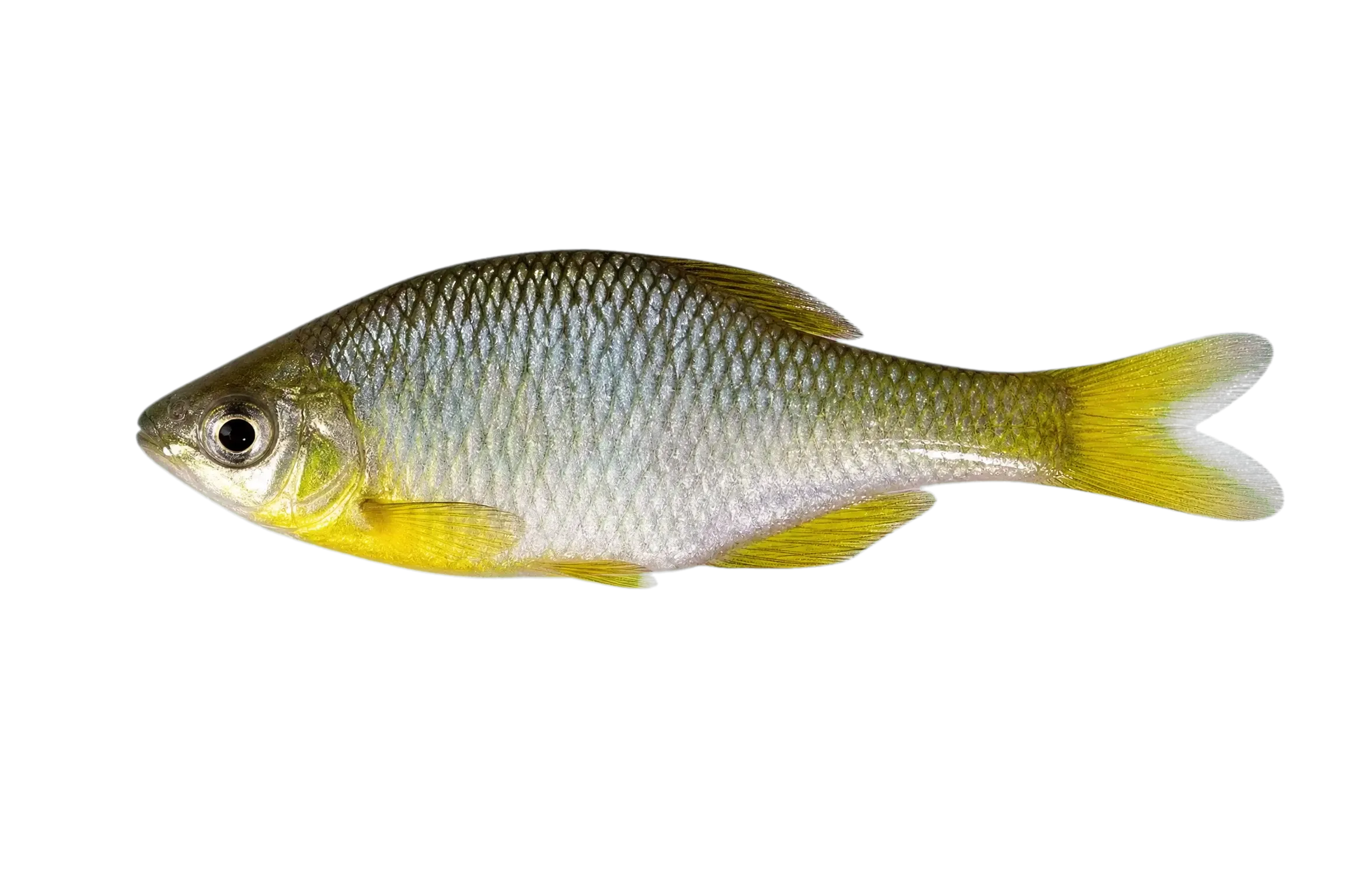 Rhodeus shitaiensis (Rhodeus shitaiensis) specimen
