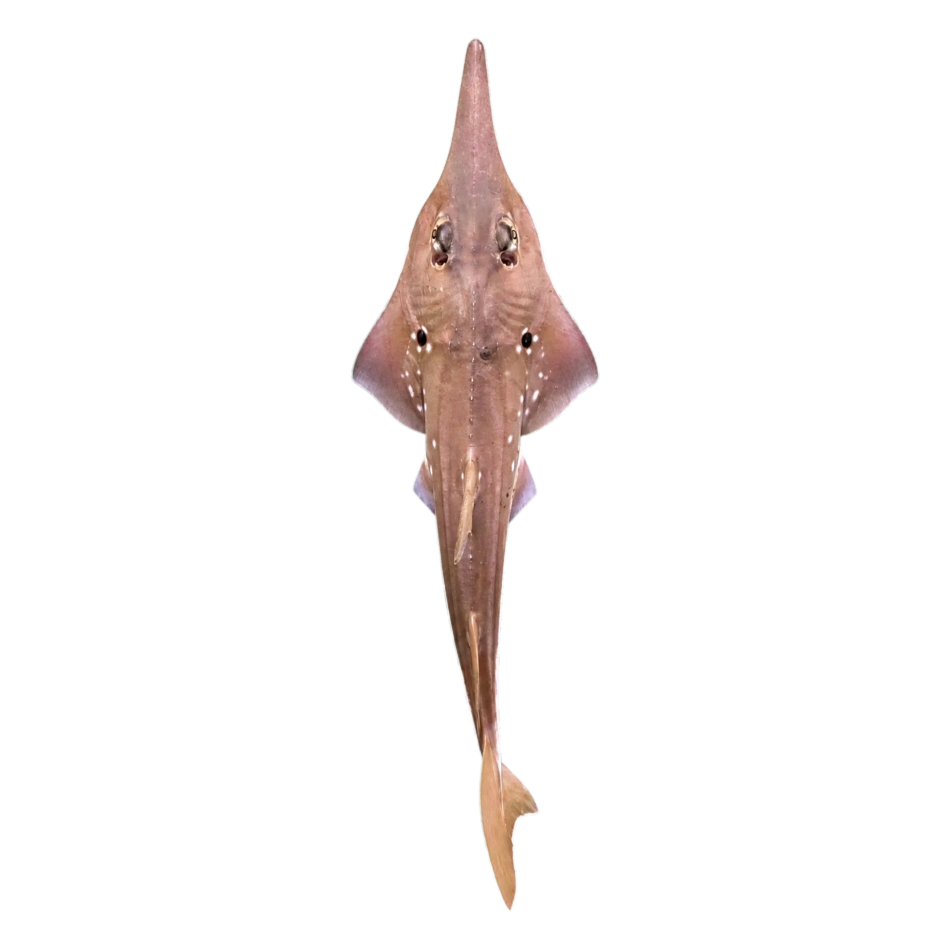 smoothnose wedgefish (Rhynchobatus laevis) specimen