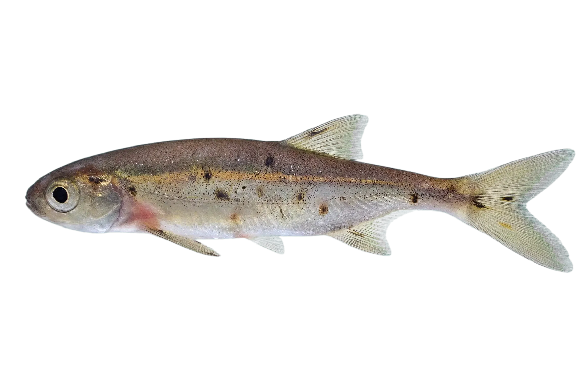 redside shiner (Richardsonius balteatus) specimen