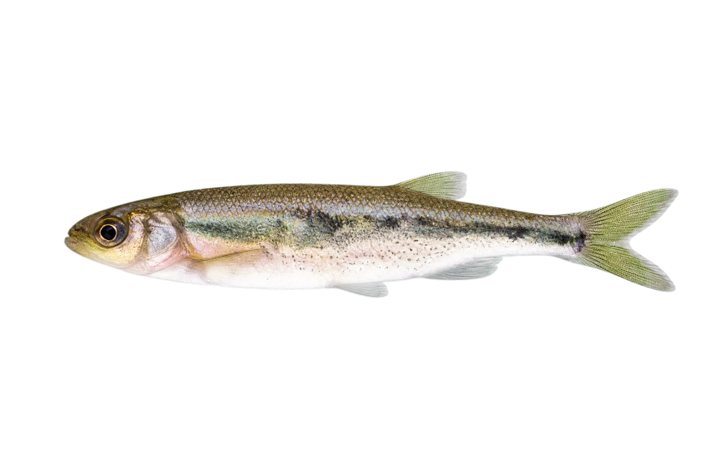 Lahontan redside (Richardsonius egregius) specimen