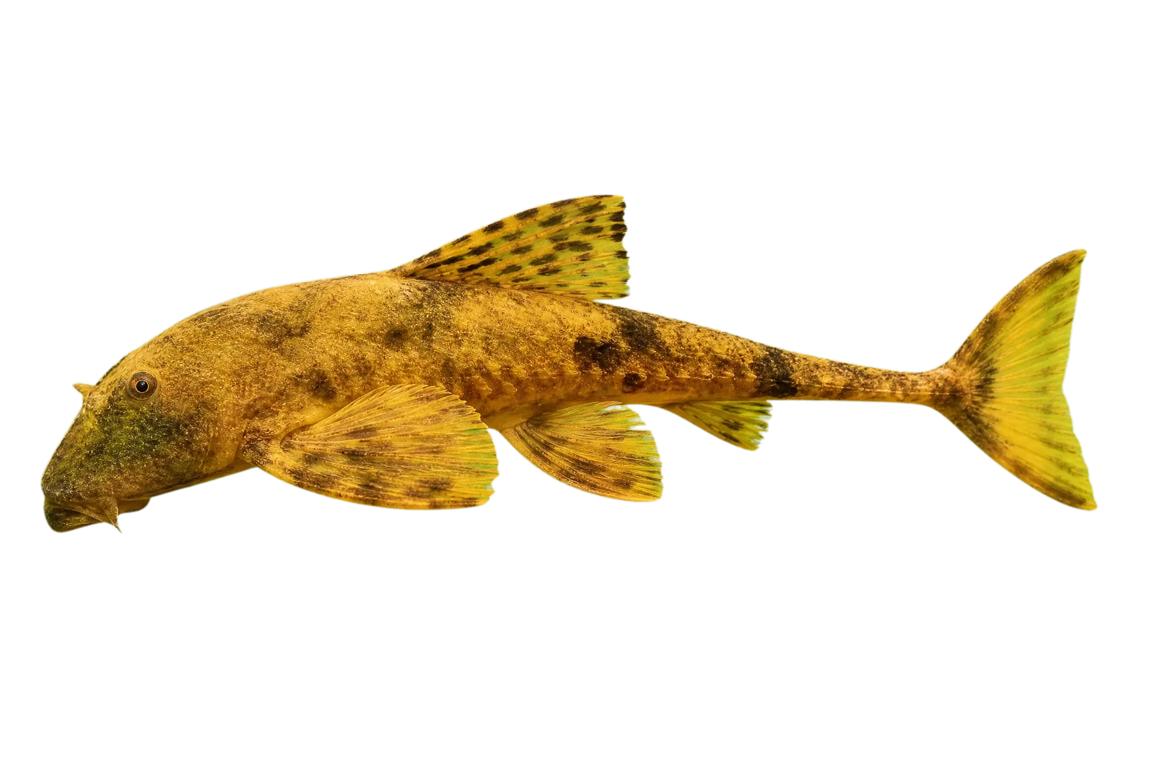Rineloricaria aequalicuspis (Rineloricaria aequalicuspis) specimen
