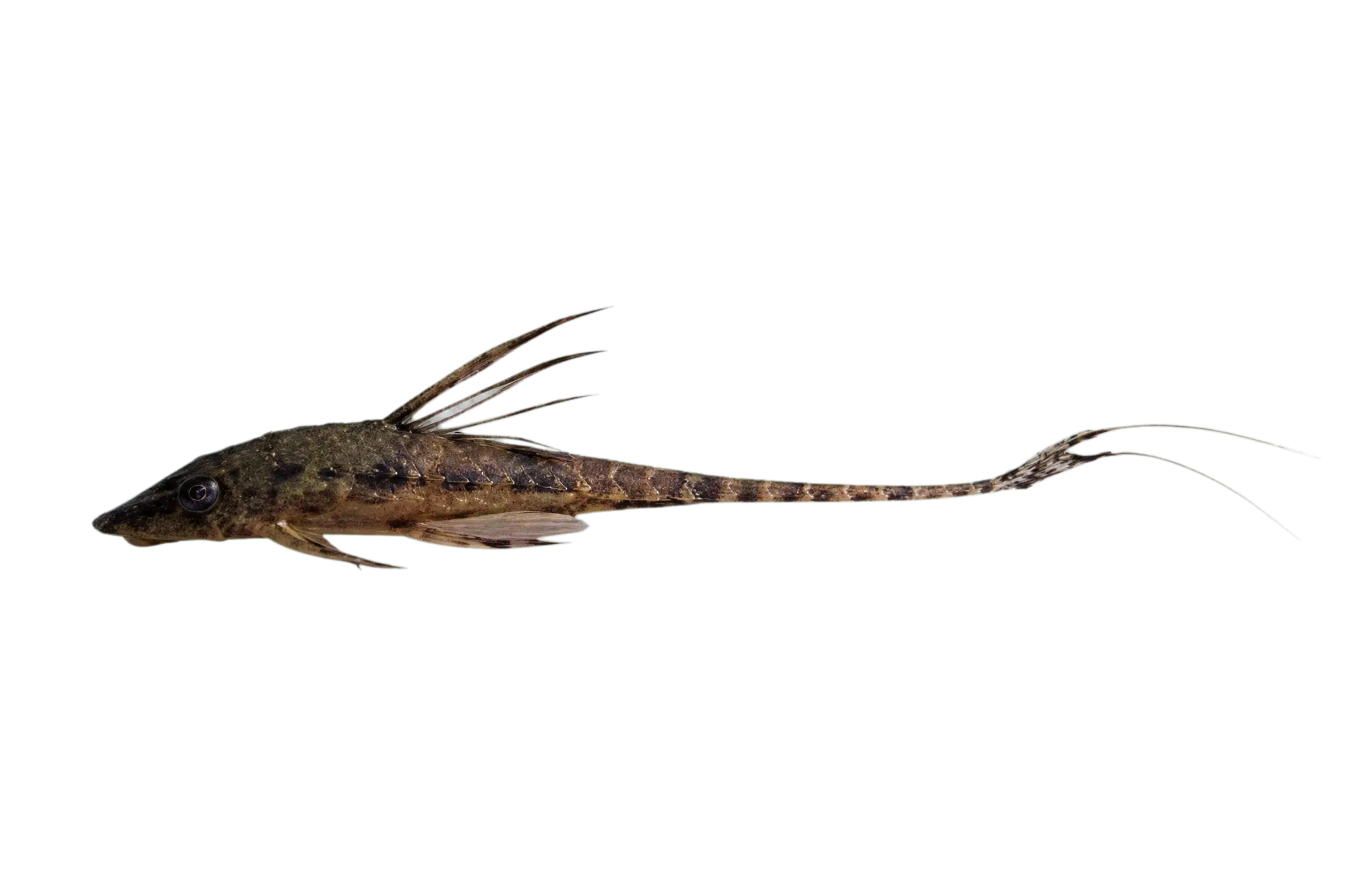 Rineloricaria aurata (Rineloricaria aurata) specimen