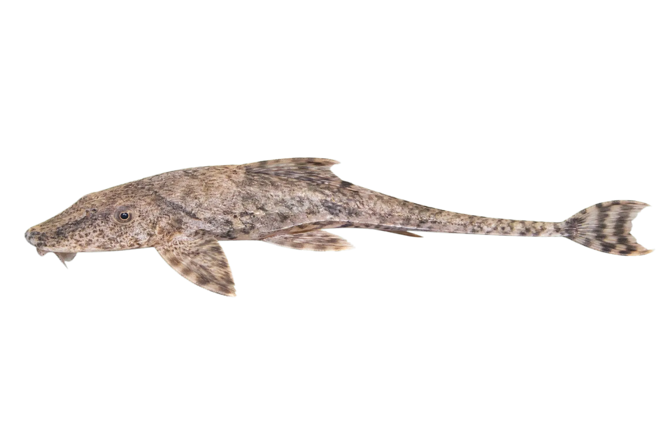Common Whiptail Catfish (Rineloricaria eigenmanni) specimen