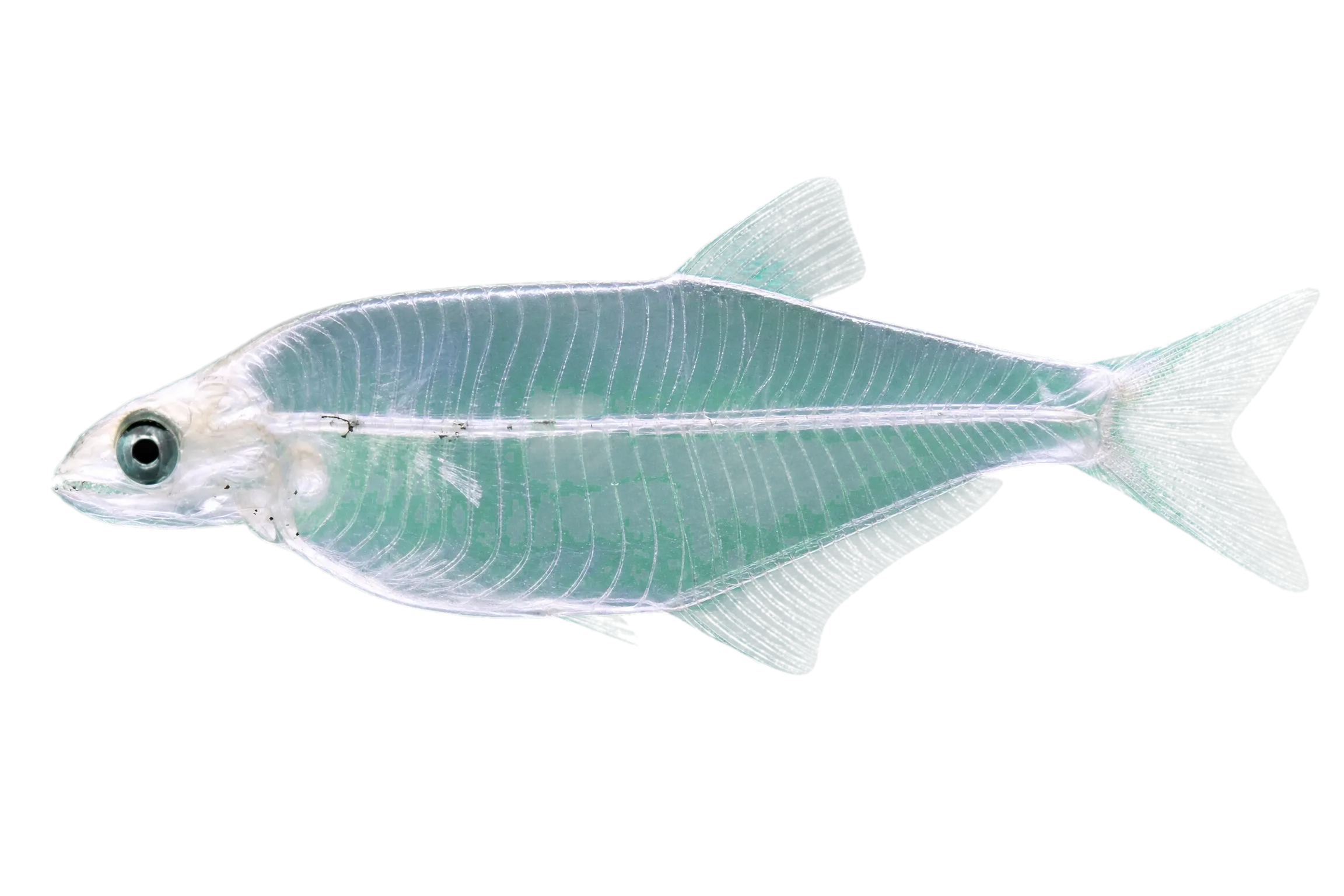 Catherine's False Moray (Robinsia catherinae) specimen