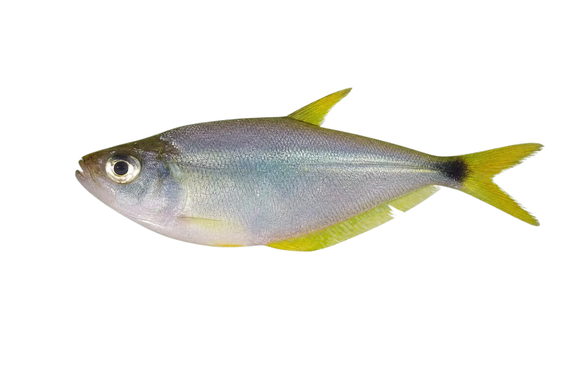 Roeboides bussingi (Roeboides bussingi) specimen