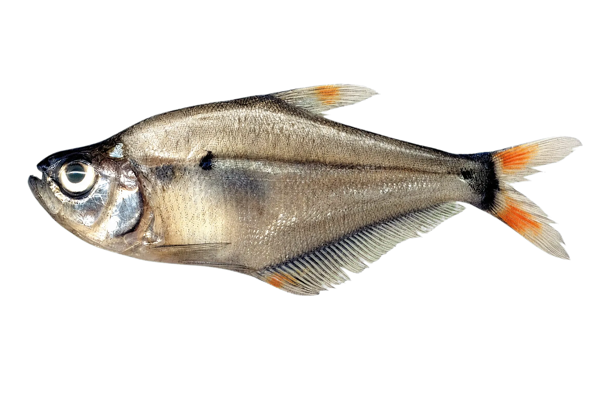 Glass sardine (Roeboides dayi) specimen