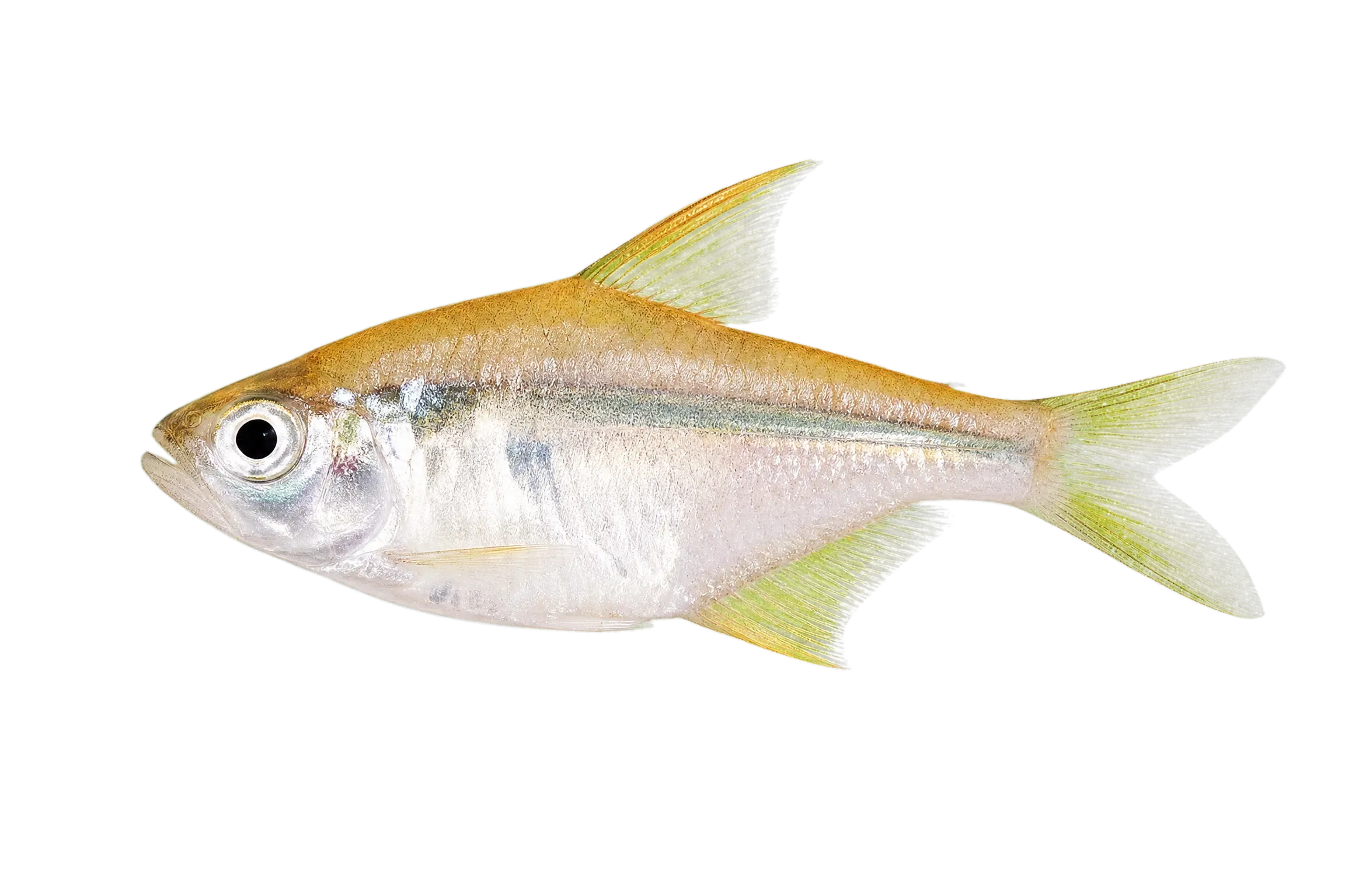 Parana scale-eating characin (Roeboides descalvadensis) specimen