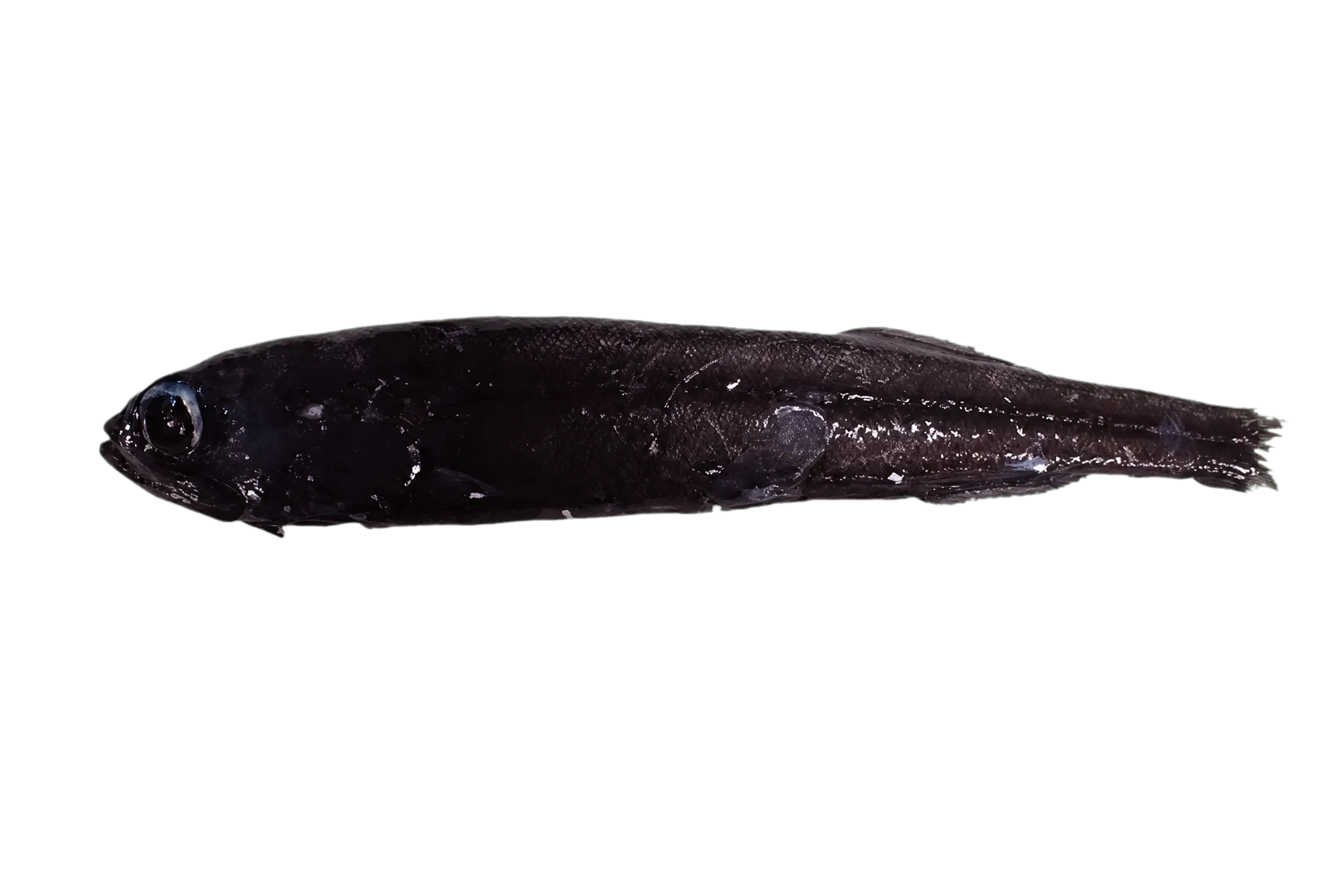 shining tubeshoulder (Sagamichthys abei) specimen