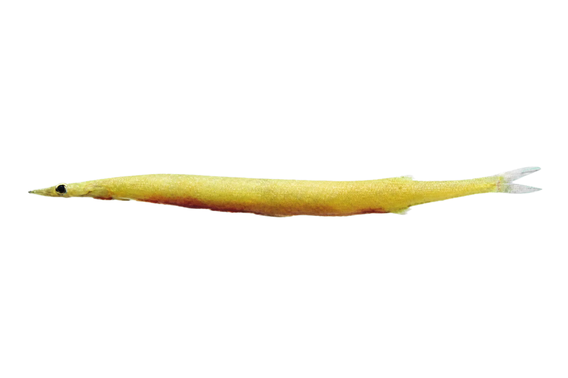 Salanx ariakensis (Salanx ariakensis) specimen