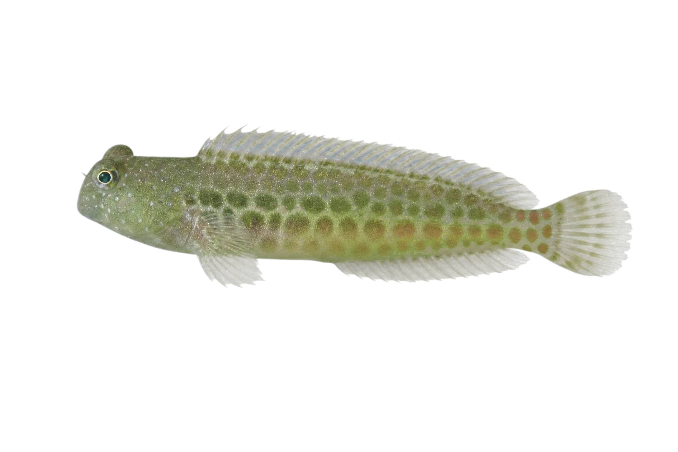 Segmented blenny (Salarias segmentatus) specimen