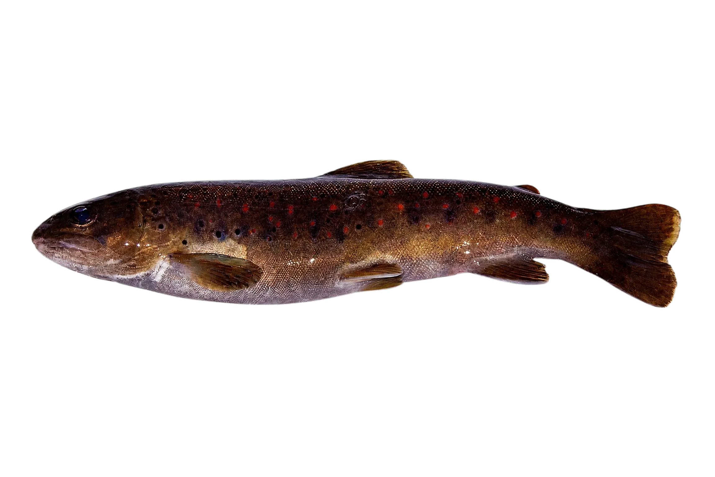 Mediterranean trout (Salmo cettii) specimen