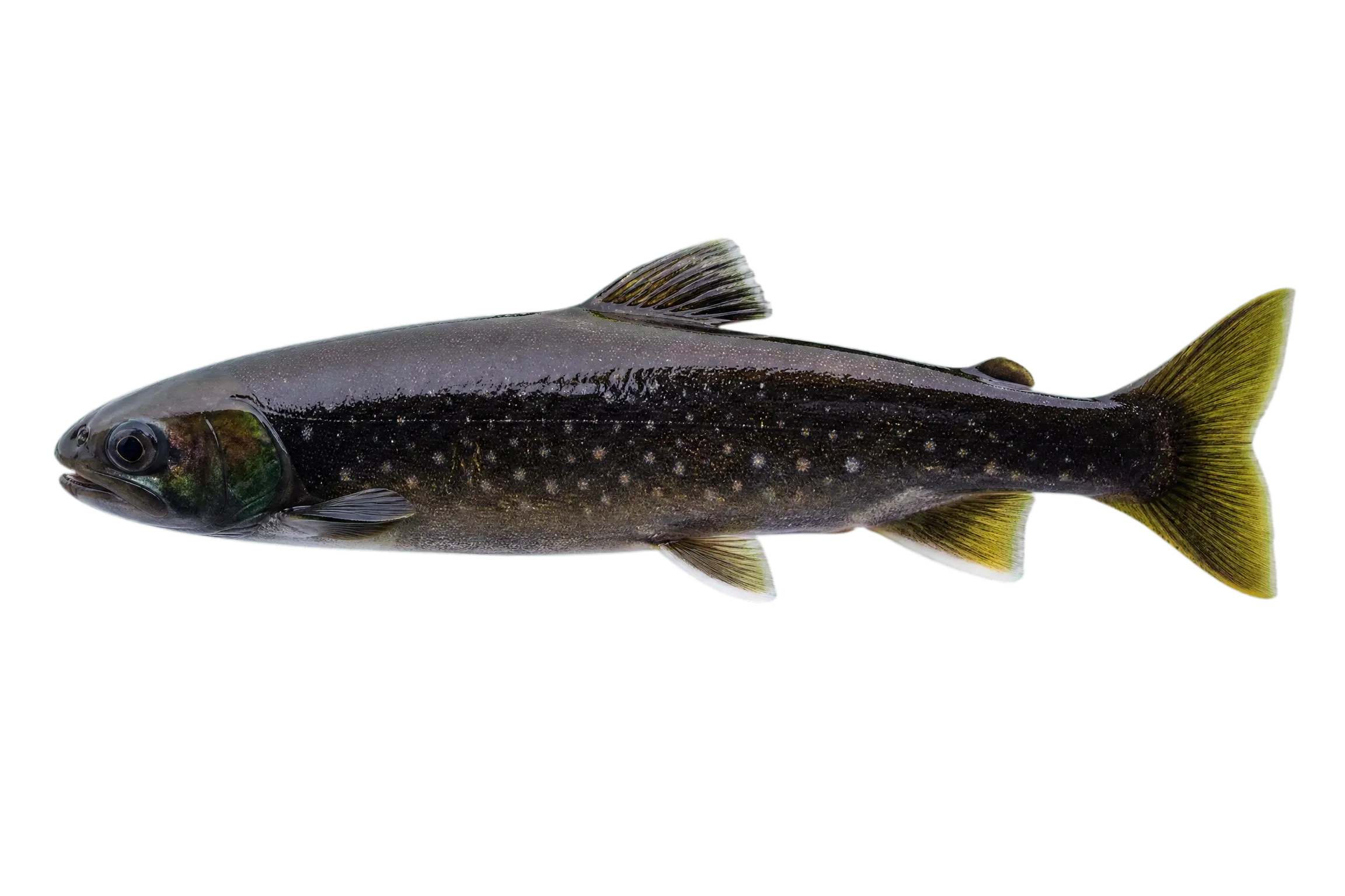 White char (Salvelinus albus) specimen