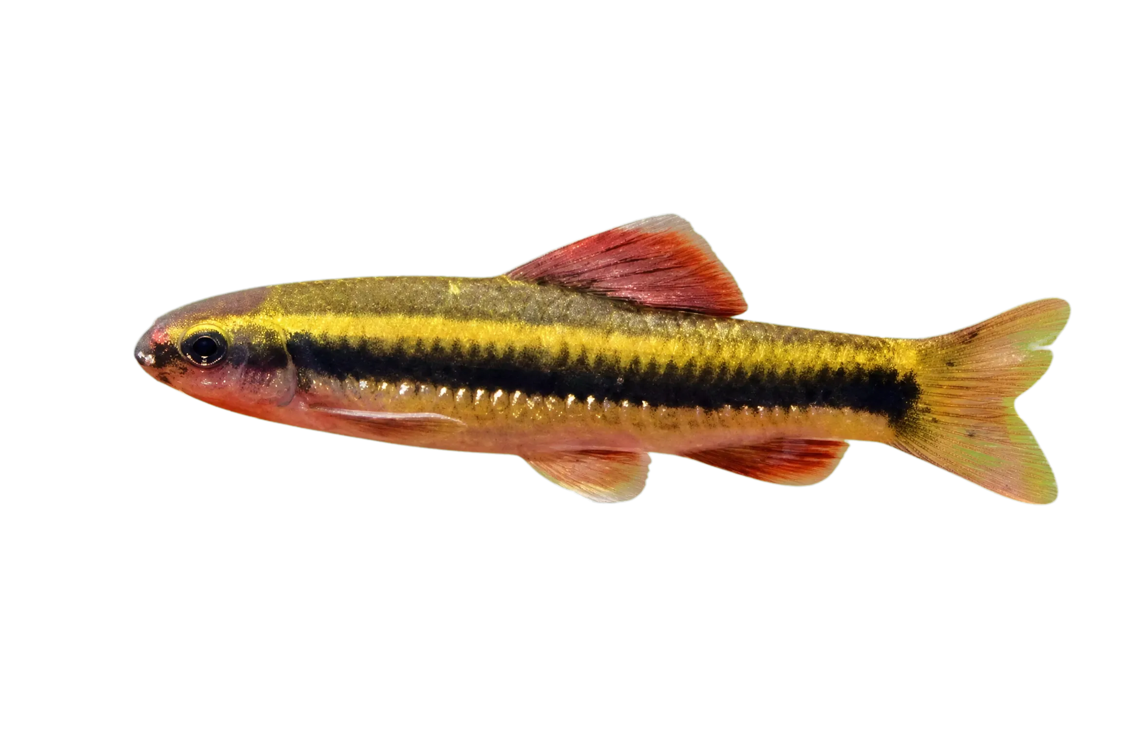 dwarf gudgeon (Sarcocheilichthys parvus) specimen