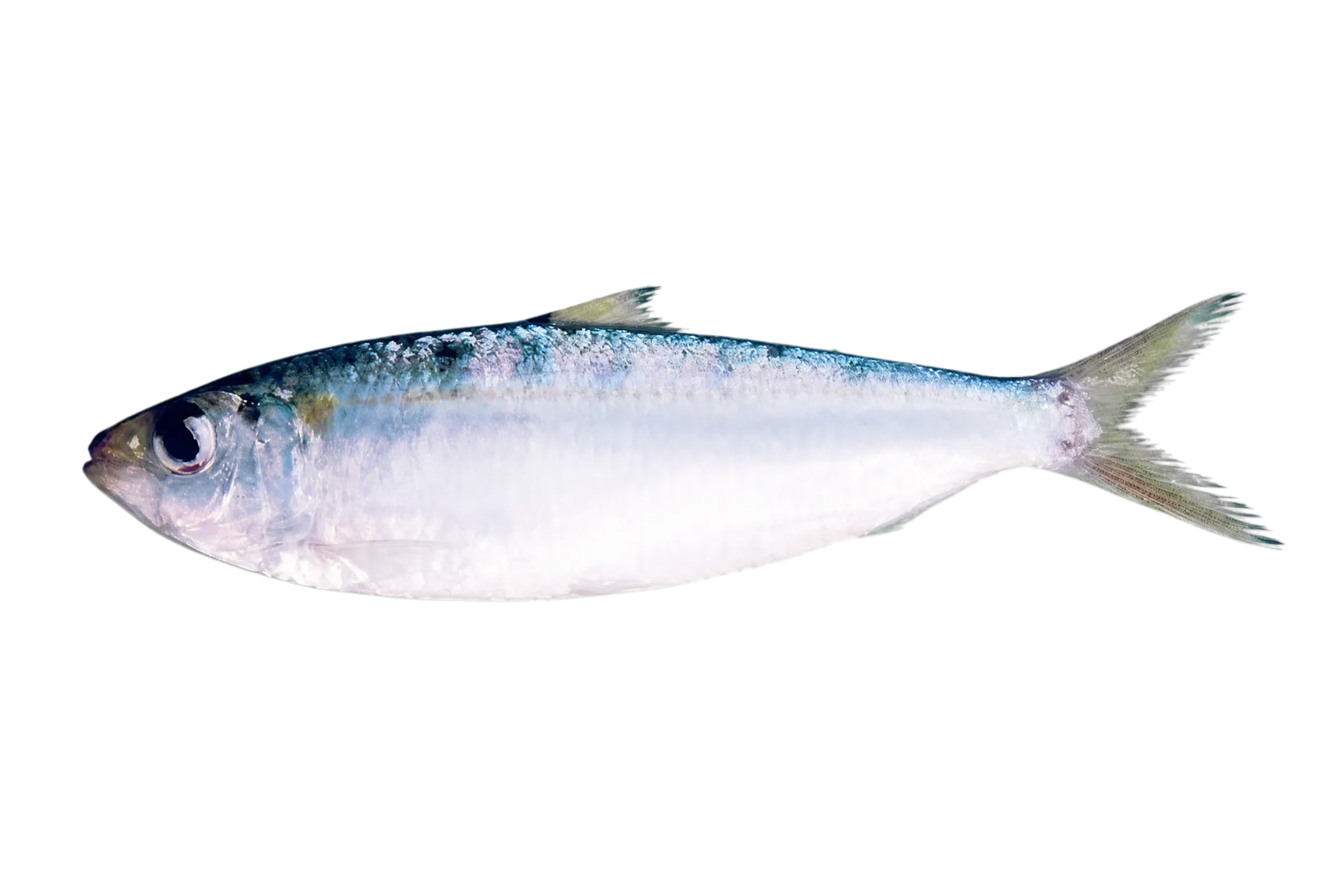 goldstripe sardinella (Sardinella gibbosa) specimen