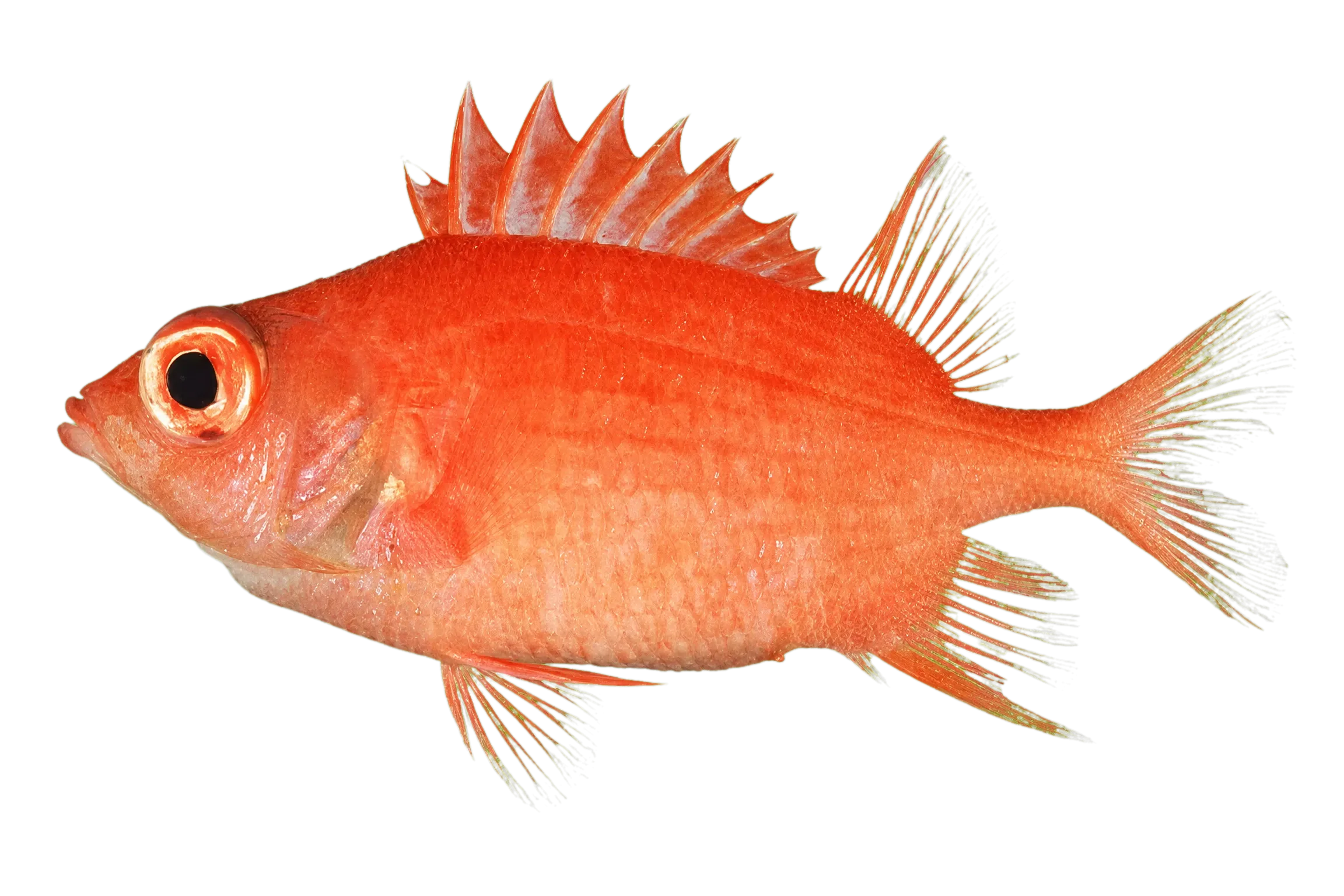 Bigscale squirrelfish (Sargocentron macrosquamis) specimen