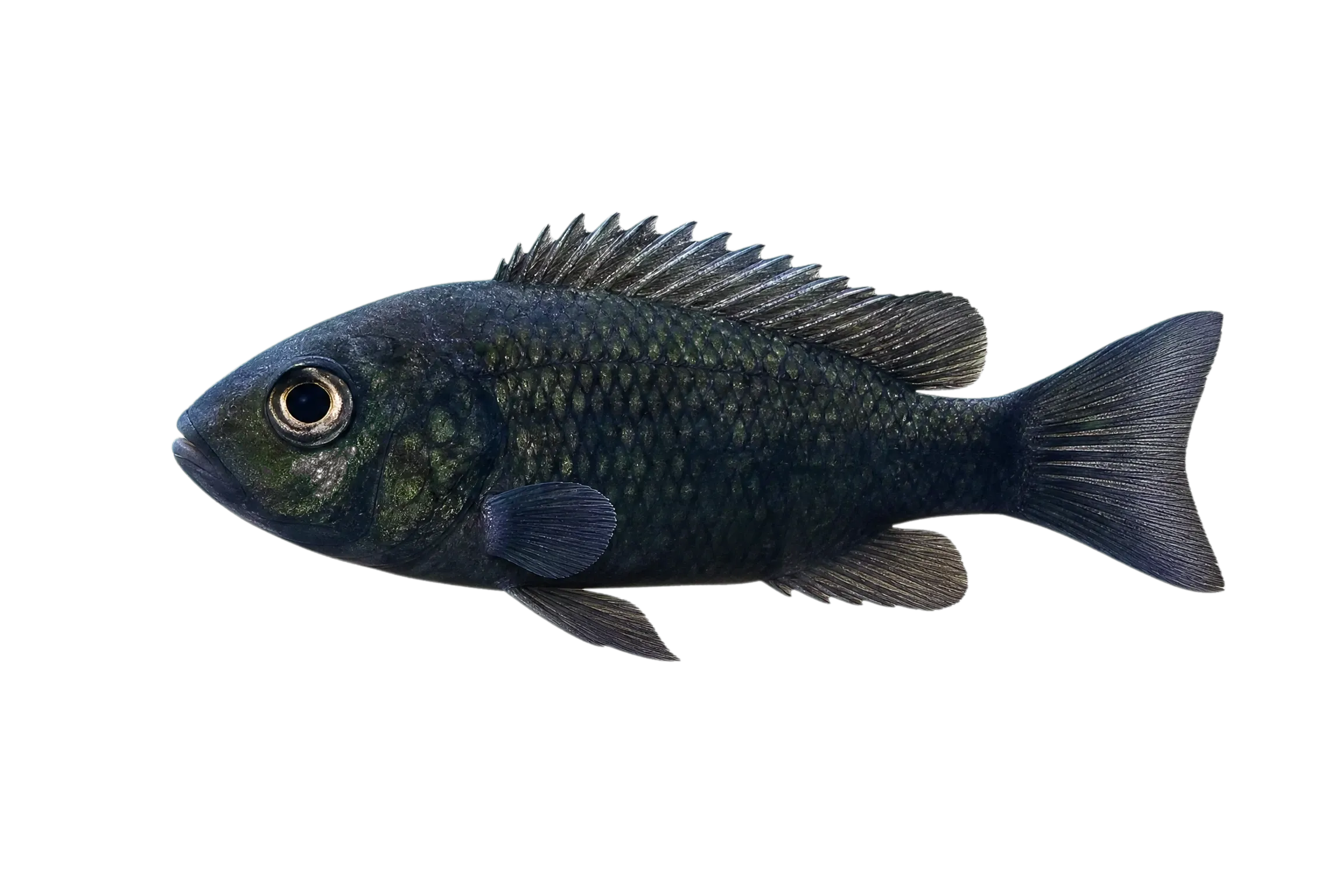 Fissi (Sarotherodon caroli) specimen