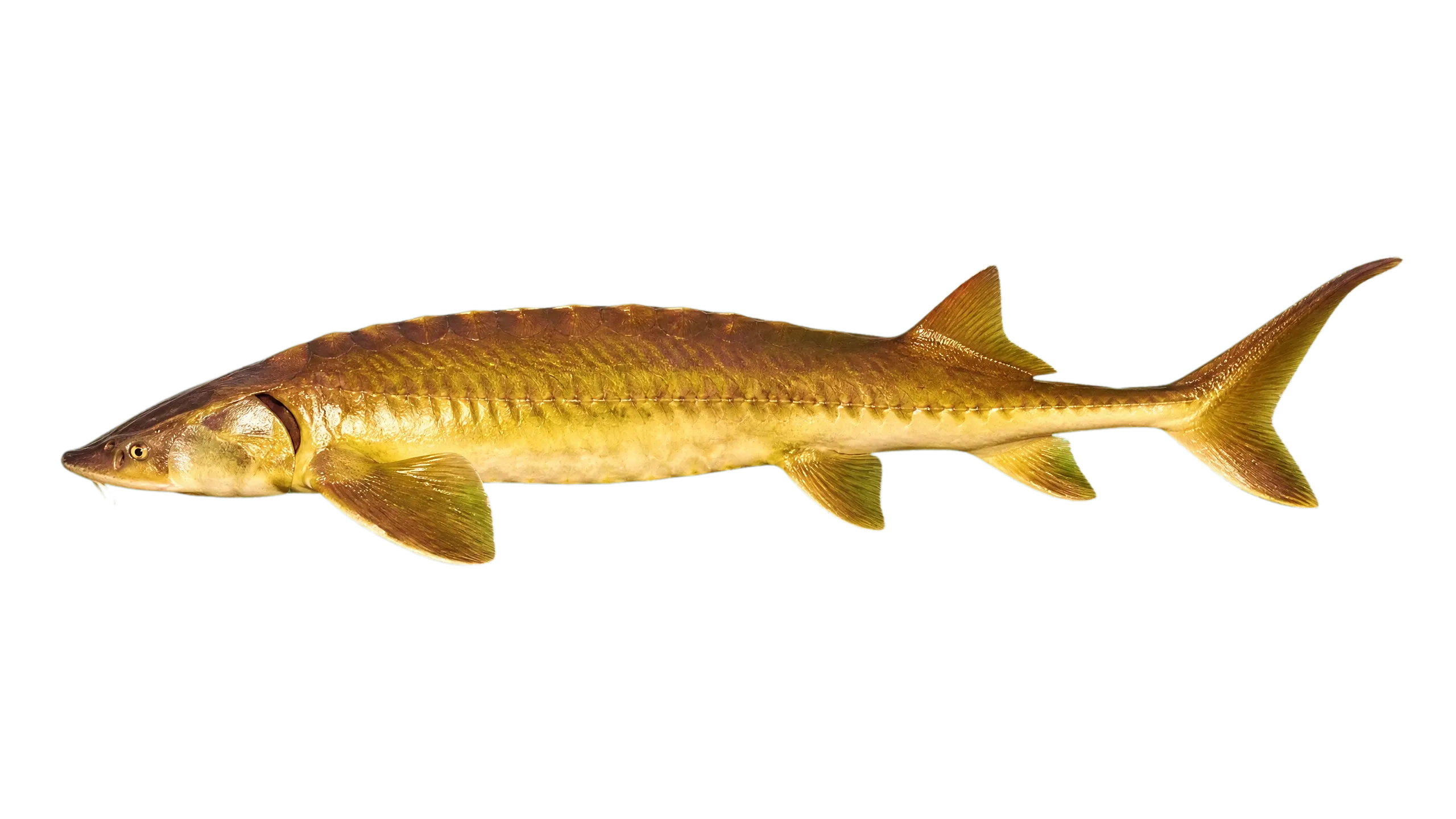 Alabama sturgeon (Scaphirhynchus suttkusi) specimen
