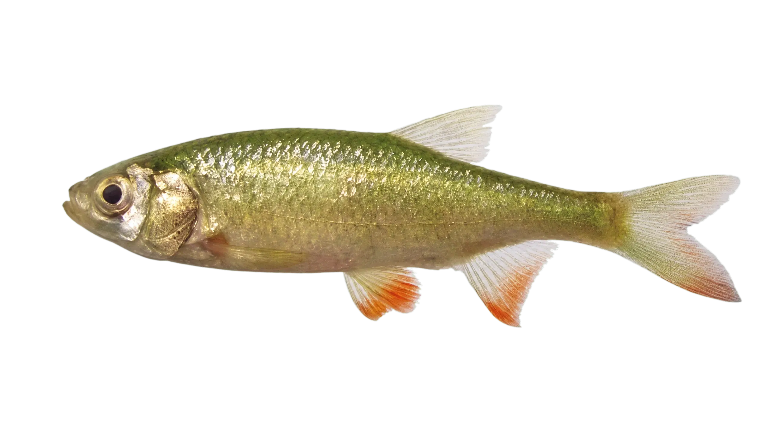 Petzea rudd (Scardinius racovitzai) specimen