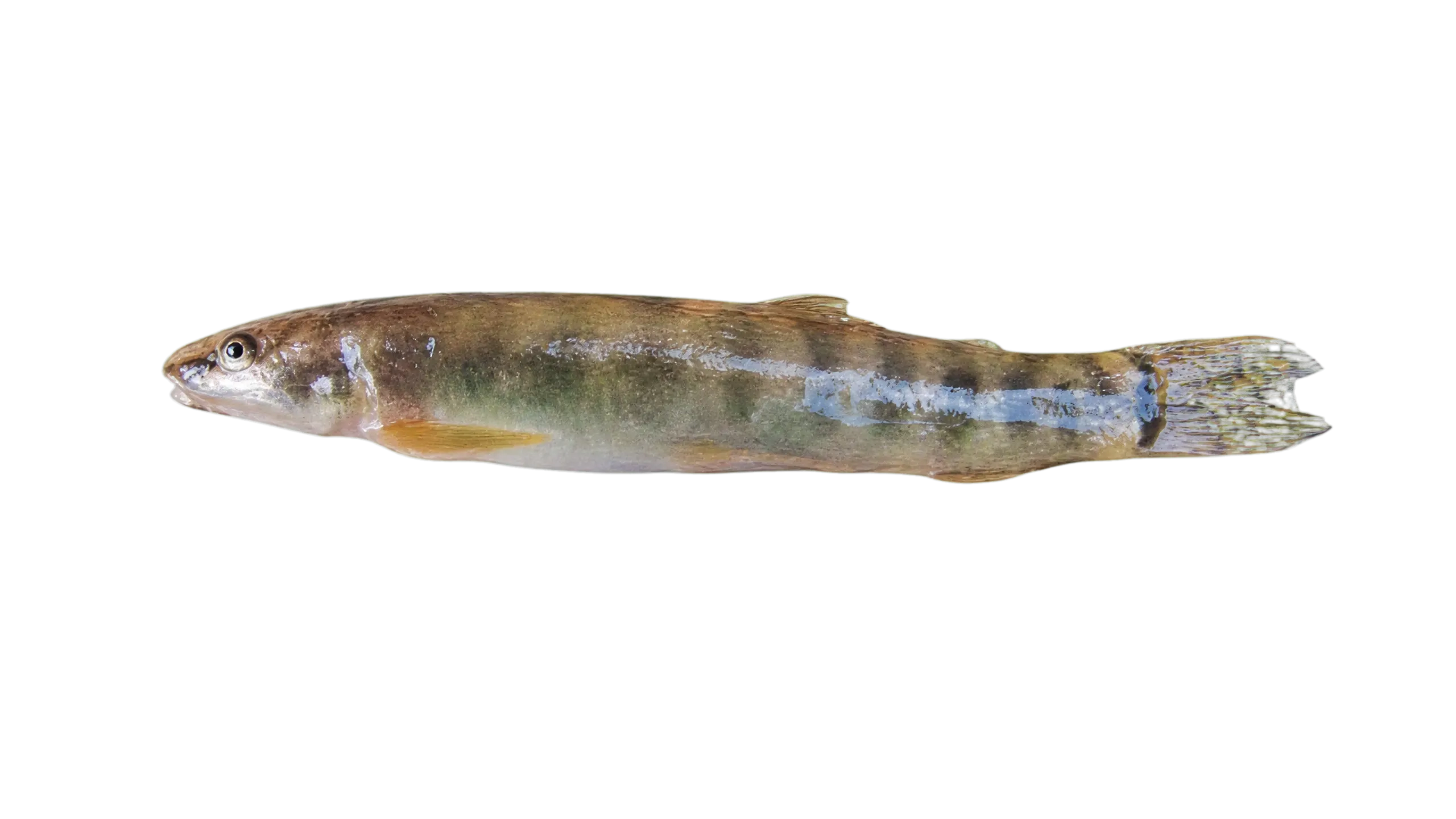 Schistura conirostris (Schistura conirostris) specimen