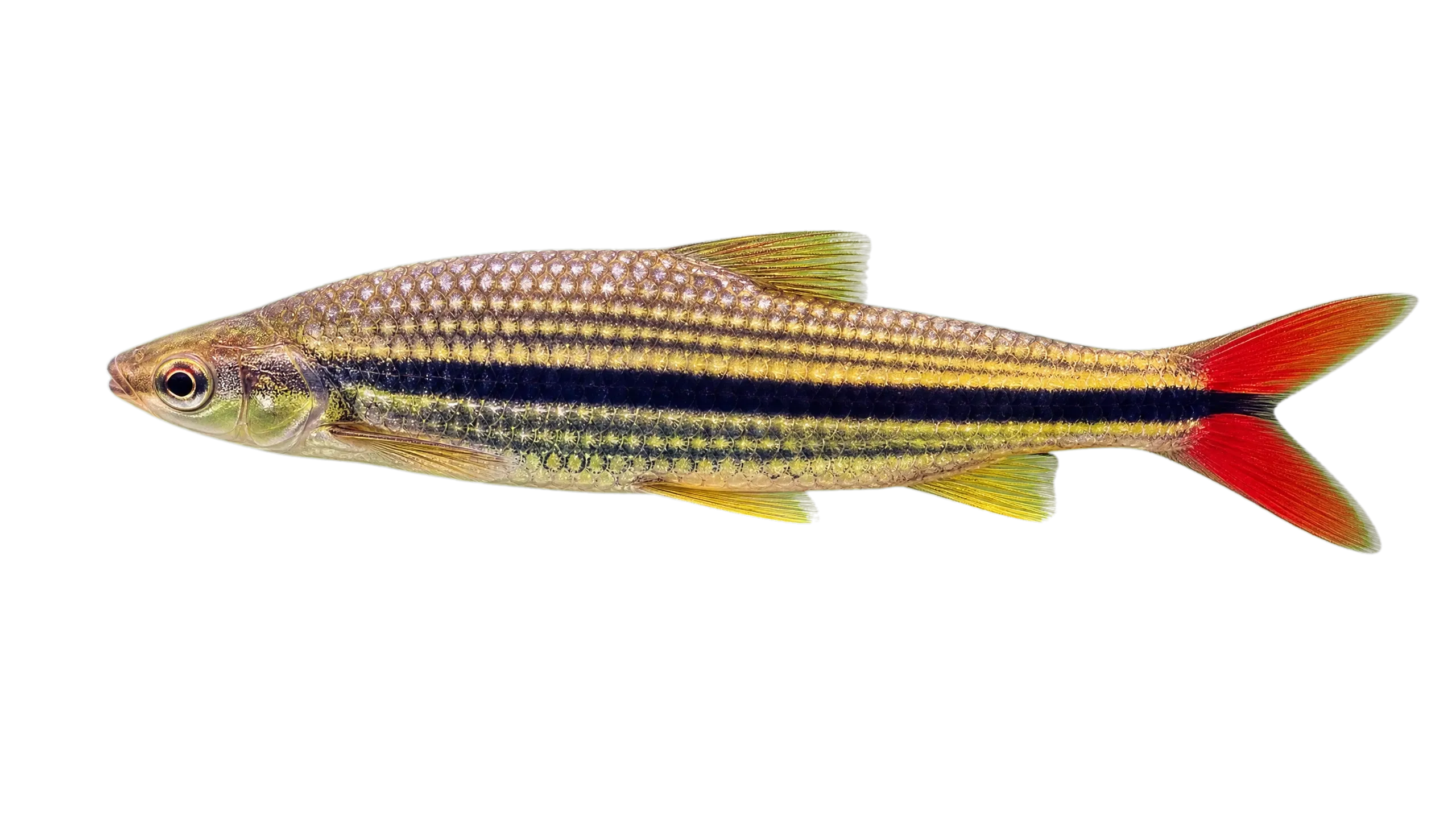 Schizodon isognathus (Schizodon isognathus) specimen