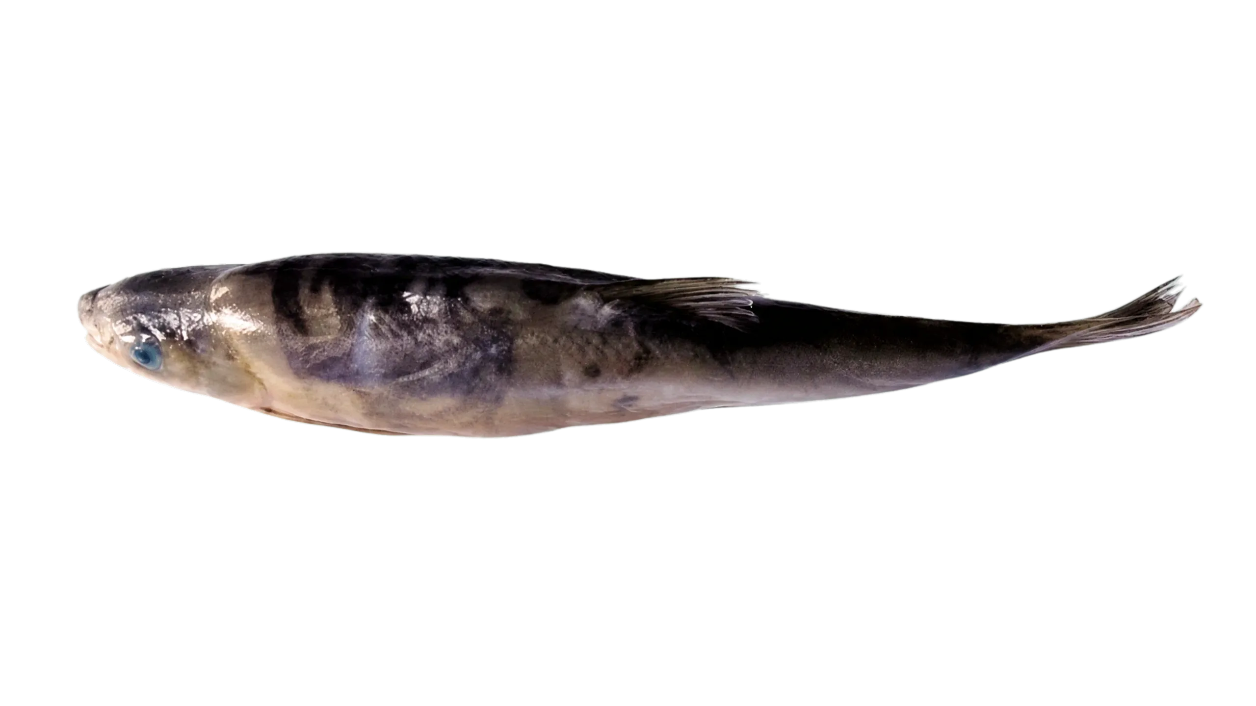 Schizothorax lantsangensis (Schizothorax lantsangensis) specimen