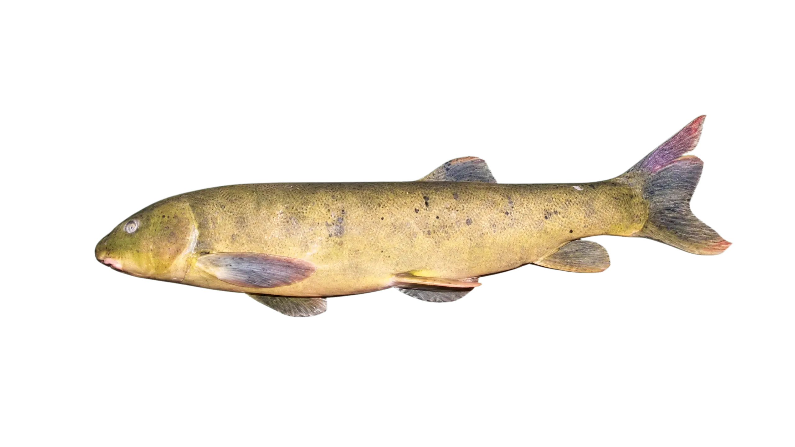 Schizothorax oconnori (Schizothorax oconnori) specimen