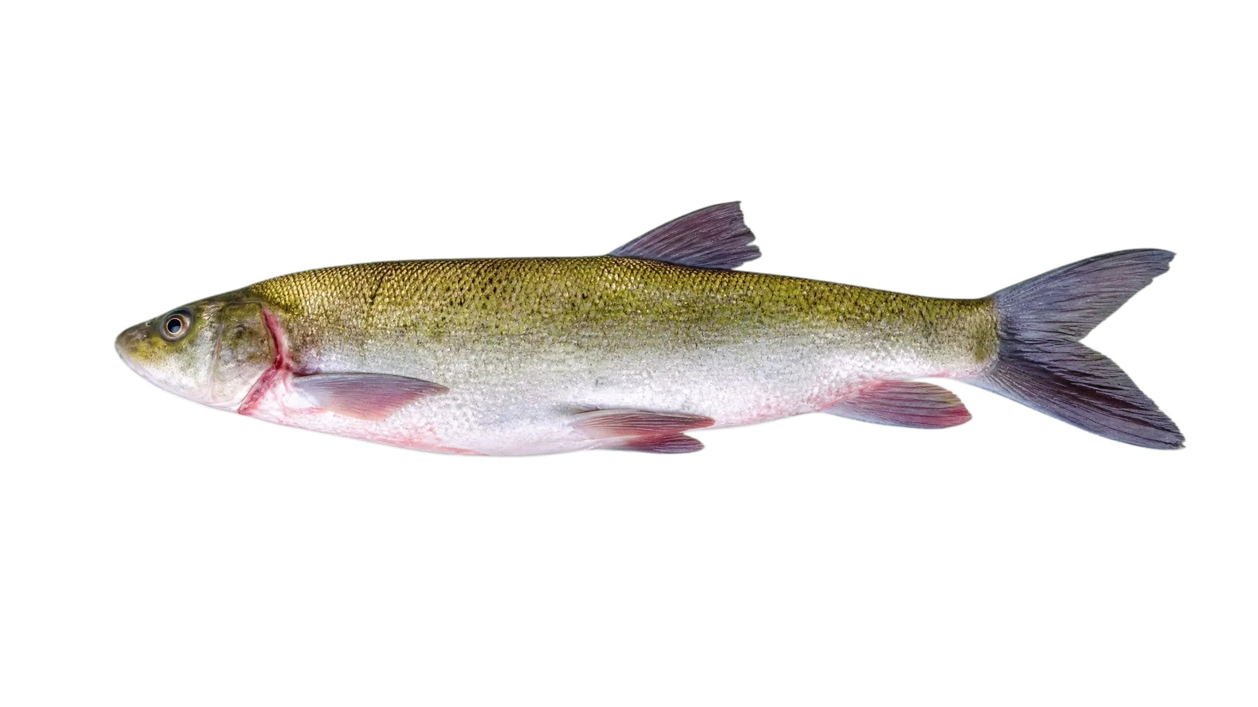 Snowtrout (Schizothorax richardsonii) specimen