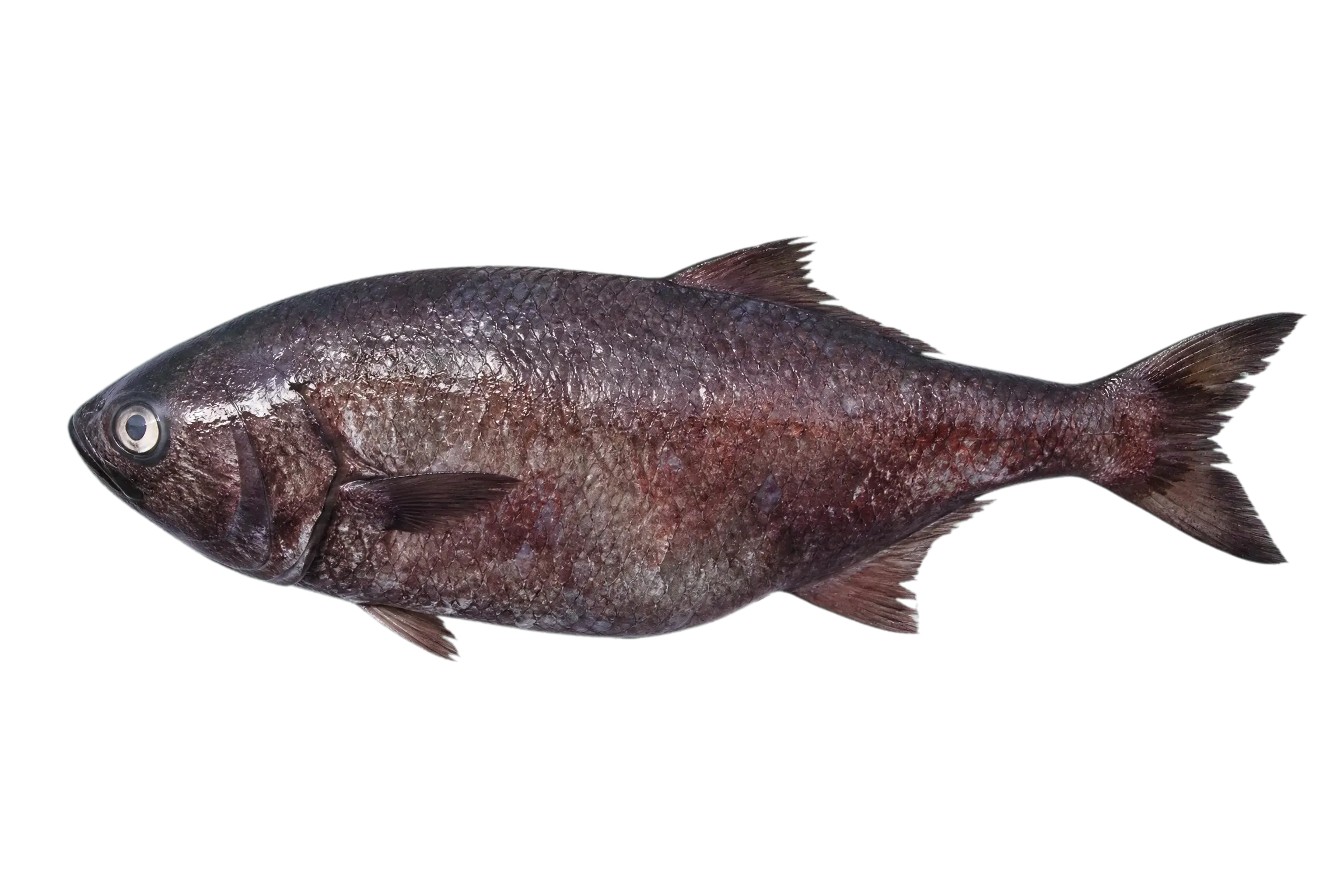 Atlantic scombrops (Scombrops oculatus) specimen