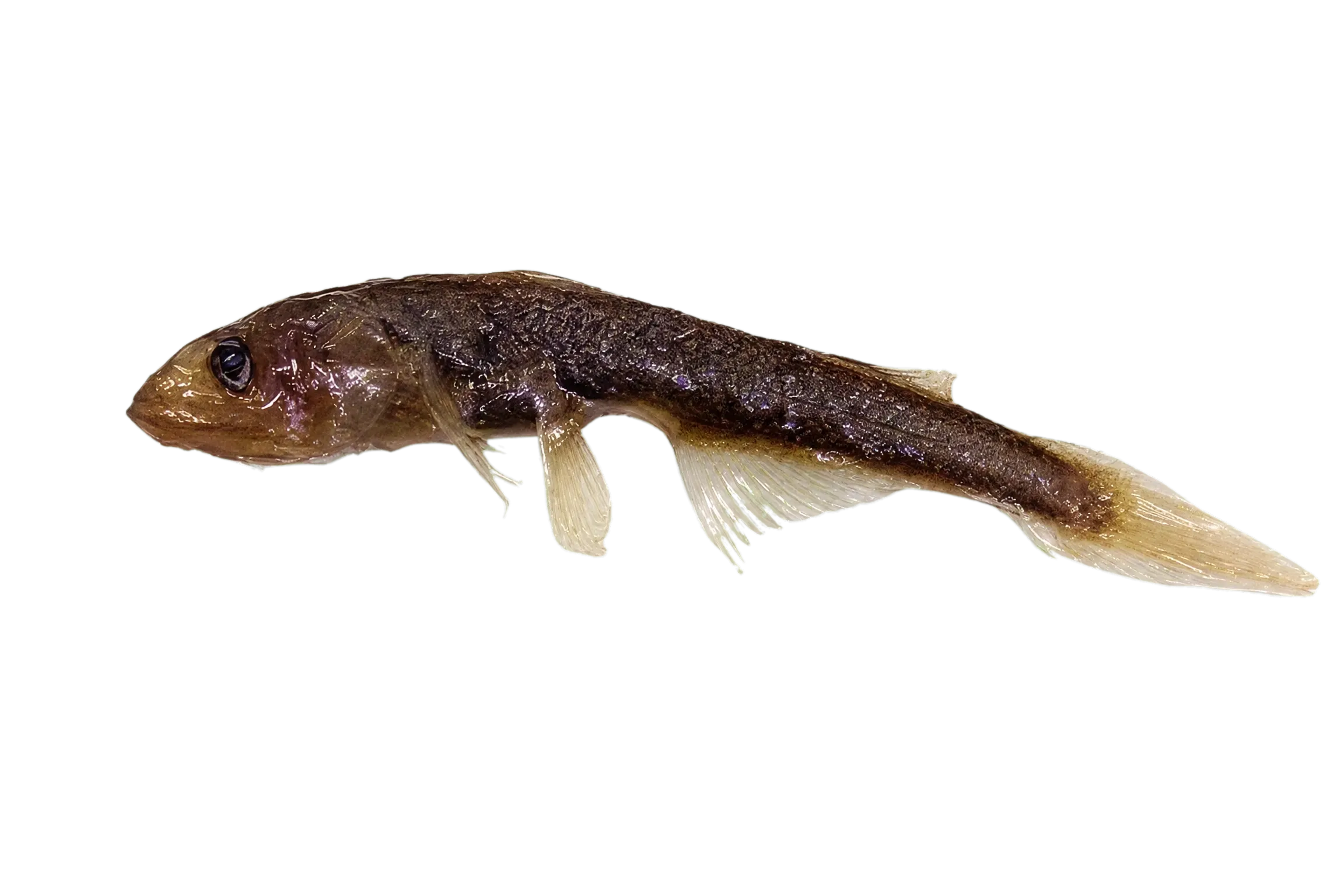 Nichols' Pearleye (Scopelarchoides nicholsi) specimen