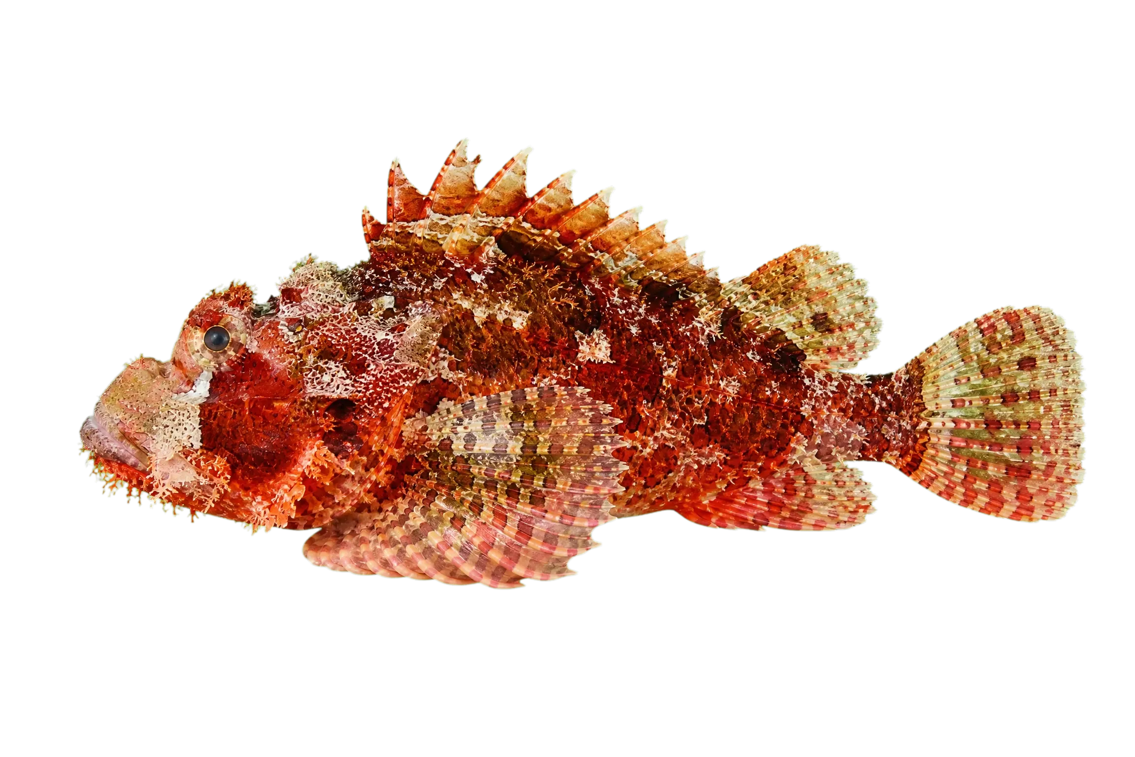 Bearded scorpionfish (Scorpaenopsis barbata) specimen