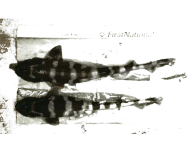 blotched catshark (Scyliorhinus meadi) specimen