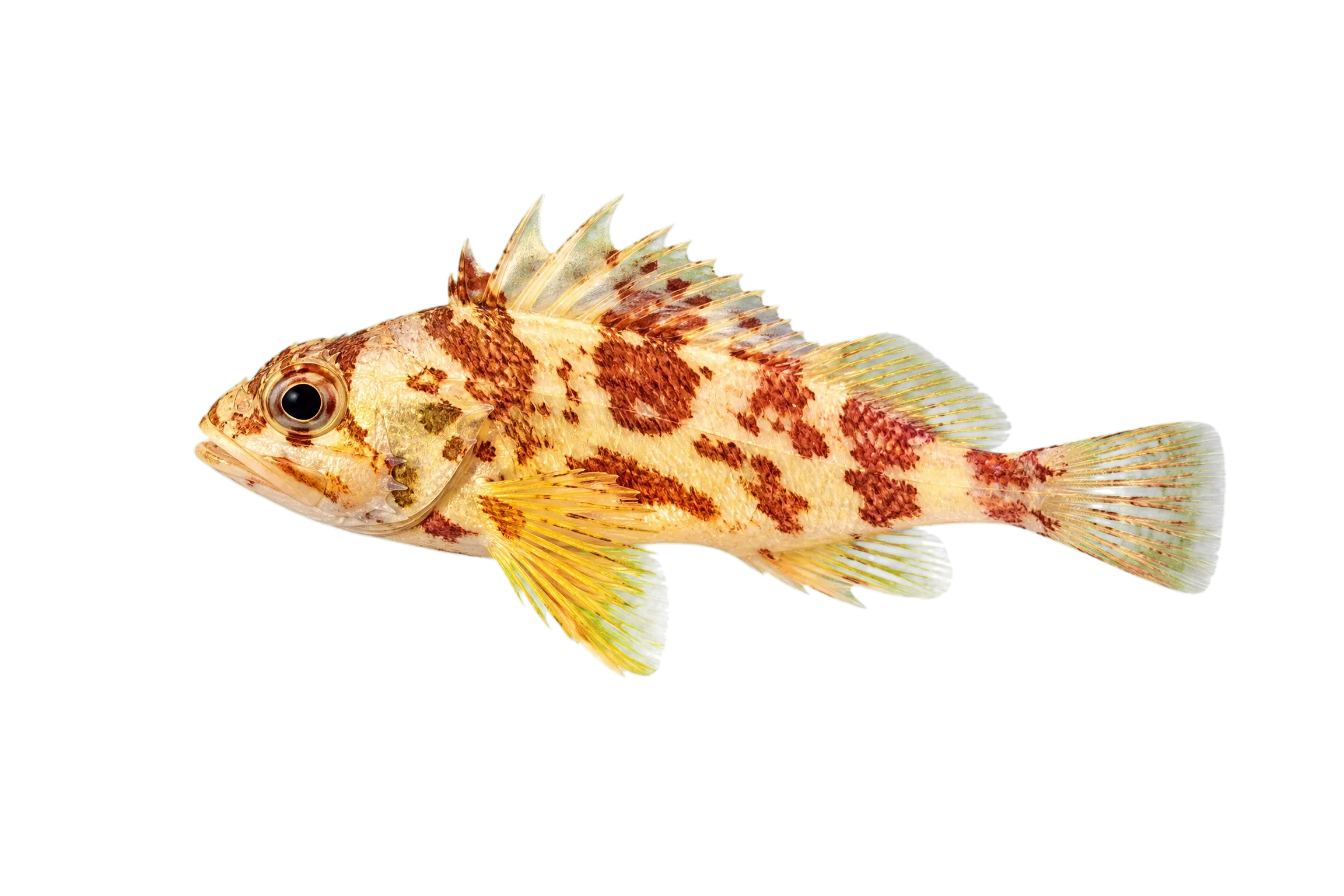 calico rockfish (Sebastes dallii) specimen