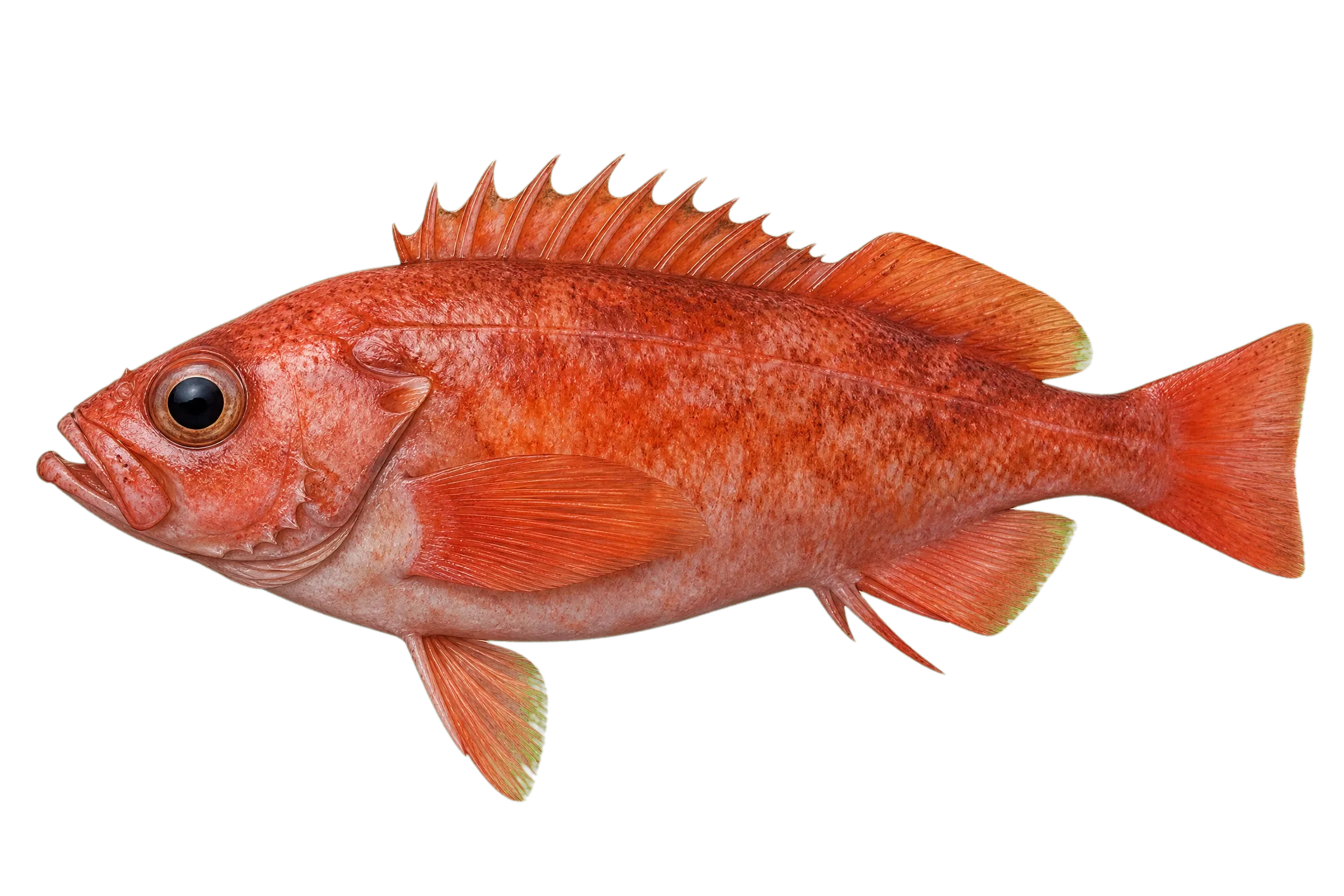 dwarf-red rockfish (Sebastes rufinanus) specimen