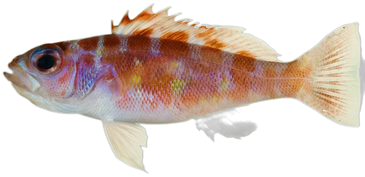 chalk bass (Serranus tortugarum) specimen