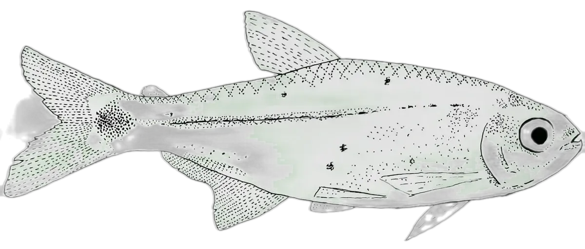 Parana Mini Tetra (Serrapinnus heterodon) specimen
