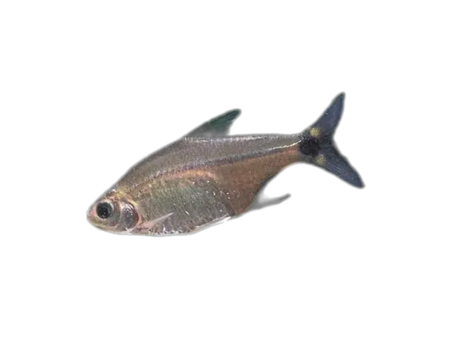 Cardinal Mini Tetra (Serrapinnus notomelas) specimen