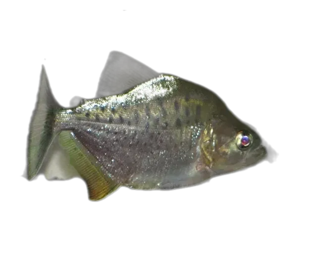 Compressus Piranha (Serrasalmus compressus) specimen