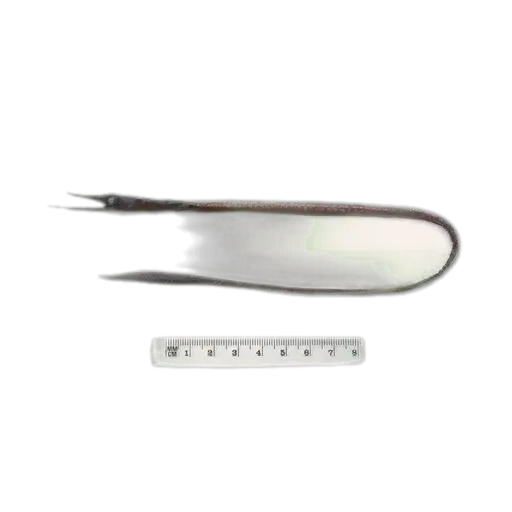 Garman's Sawpalate (Serrivomer garmani) specimen