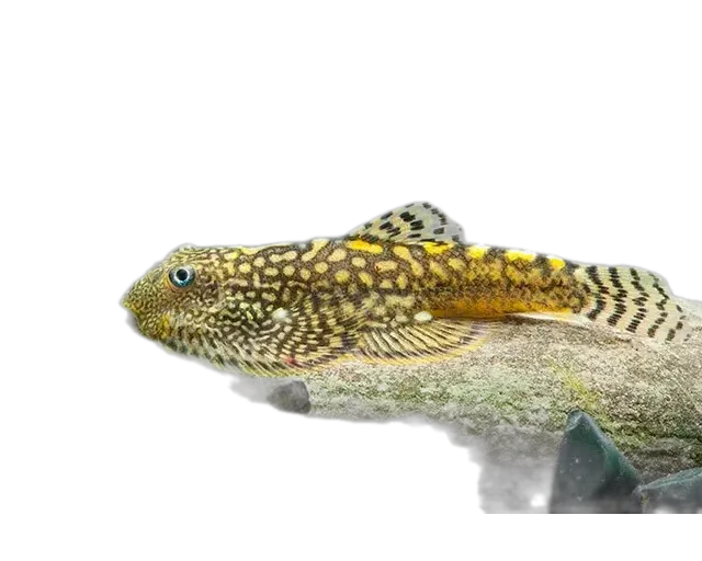 Sewellia marmorata (Sewellia marmorata) specimen