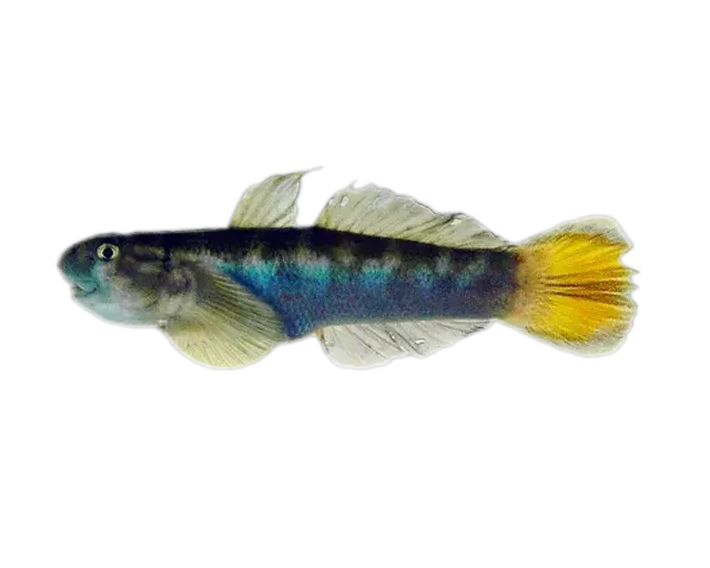 yellowtail rockclimbing goby (Sicyopterus macrostetholepis) specimen