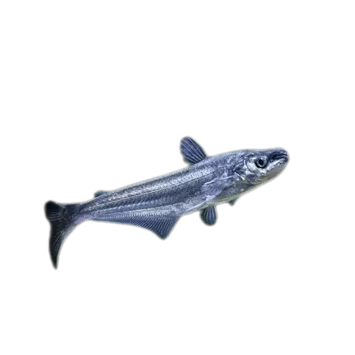 Silond catfish (Silonia silondia) specimen