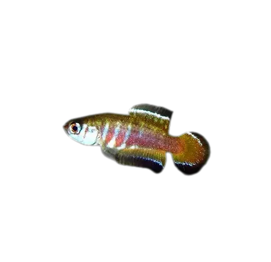 Simpsonichthys nigromaculatus (Simpsonichthys nigromaculatus) specimen