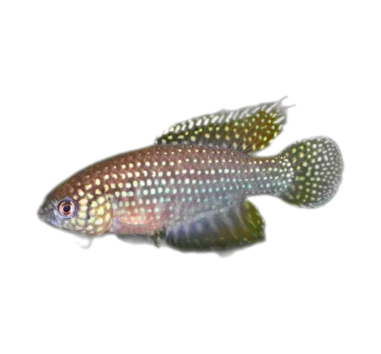 Simpsonichthys rufus (Simpsonichthys rufus) specimen