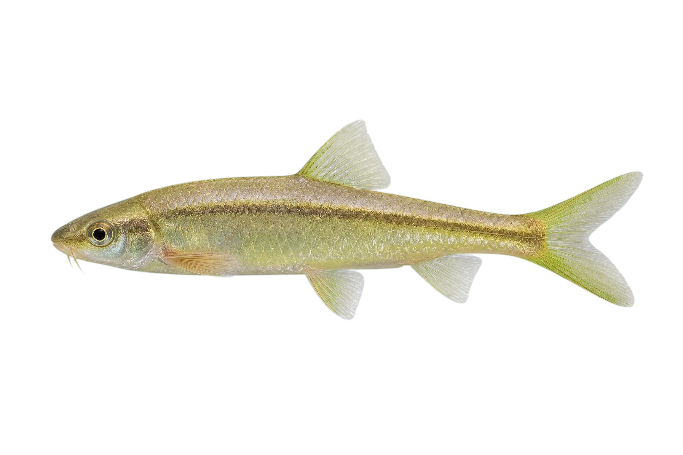 Sinocyclocheilus guilinensis (Sinocyclocheilus guilinensis) specimen