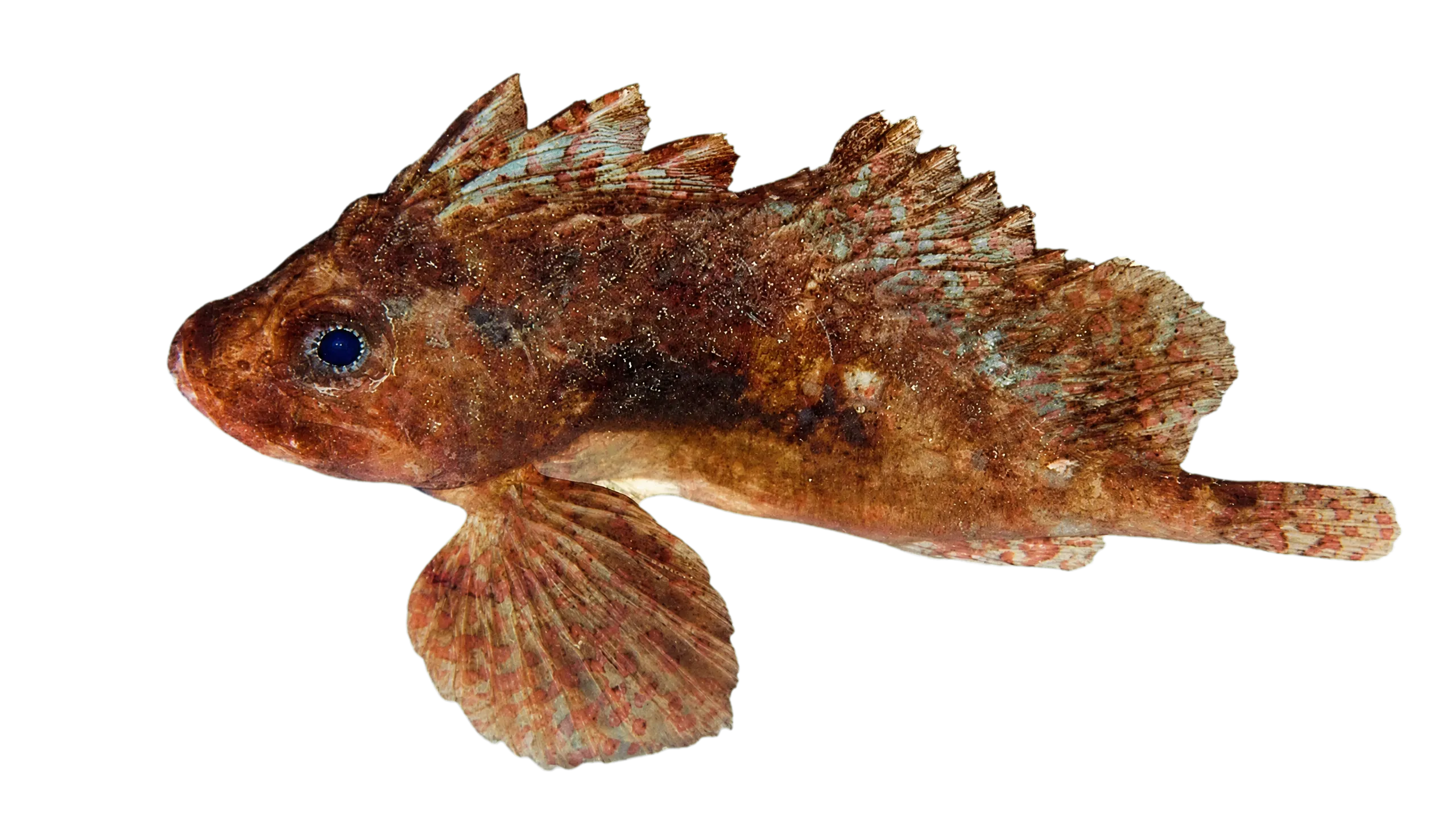 Snyderina yamanokami (Snyderina yamanokami) specimen