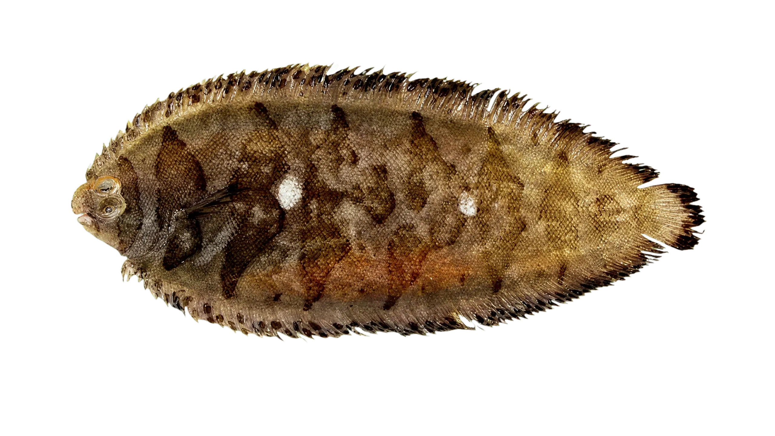 Snakeskin sole (Soleichthys serpenpellis) specimen