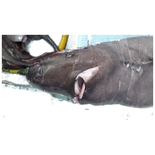 Southern sleeper shark (Somniosus antarcticus) specimen
