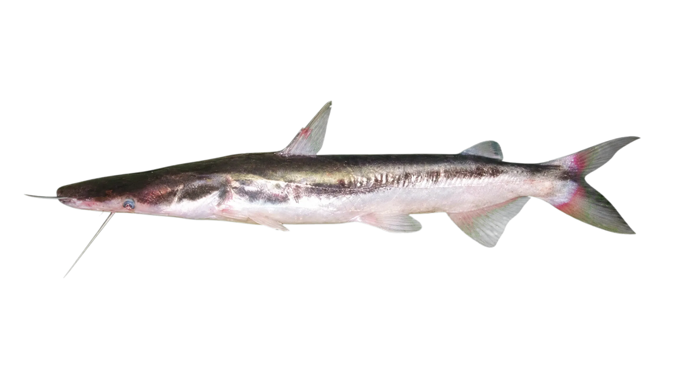 Trans-Andean shovelnose catfish (Sorubim cuspicaudus) specimen